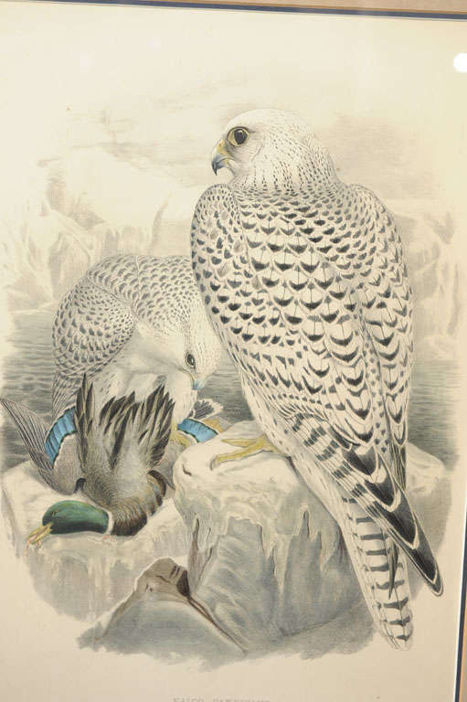Paper Pair:  Hand Colored Lithographs of Falco Candicans For Sale