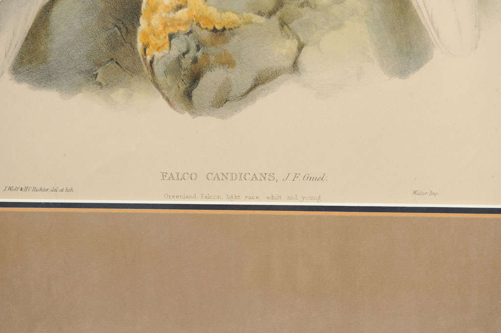 Pair:  Hand Colored Lithographs of Falco Candicans For Sale 1