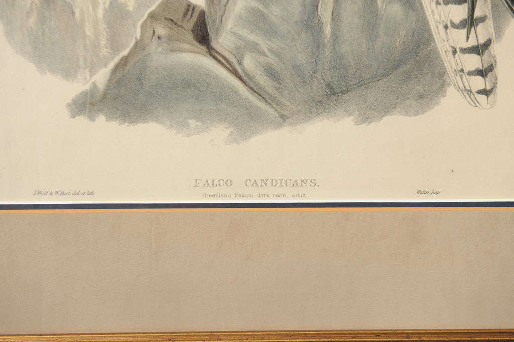 Pair:  Hand Colored Lithographs of Falco Candicans For Sale 2