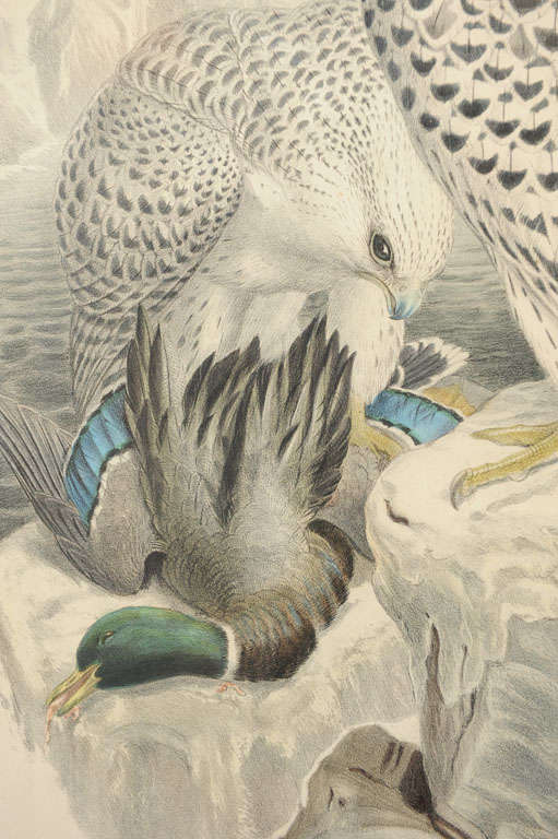 Pair:  Hand Colored Lithographs of Falco Candicans For Sale 3