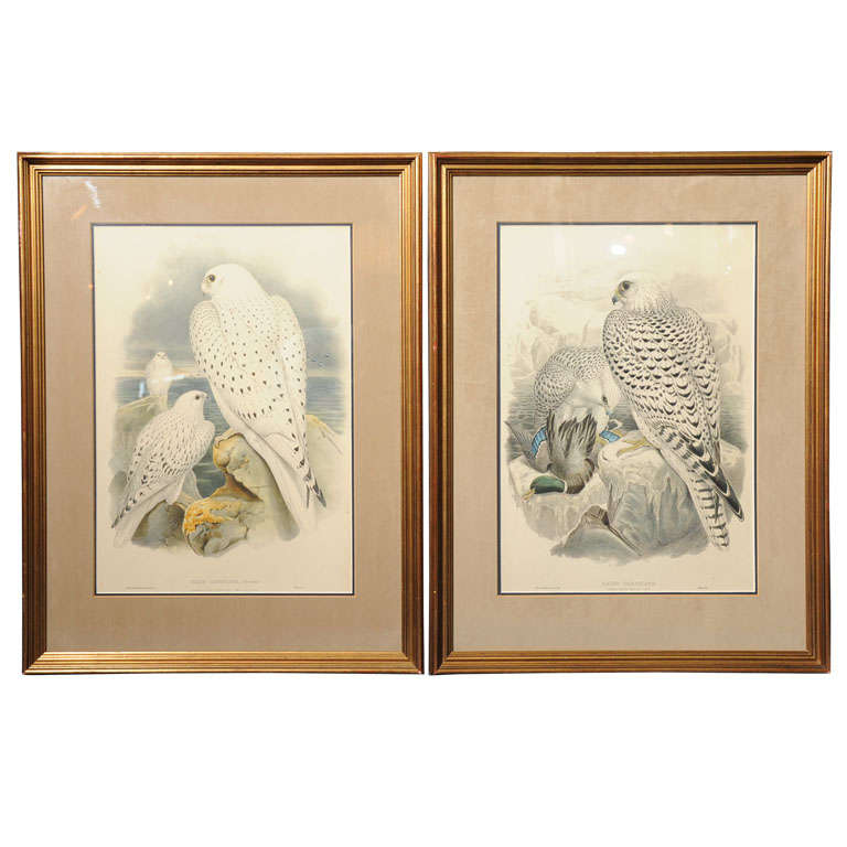 Pair:  Hand Colored Lithographs of Falco Candicans For Sale