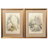 Pair:  Hand Colored Lithographs of Falco Candicans