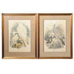 Pair: Hand Colored Lithographs of Falco Candicans 6