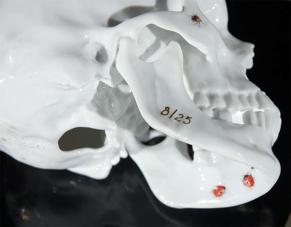 Porcelain Skull by Nymphenburg 4