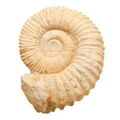 Huge Ammonite Fossil