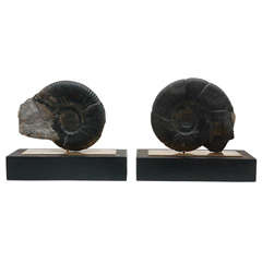 Pair of Mounted Ammonites by Los Castillo