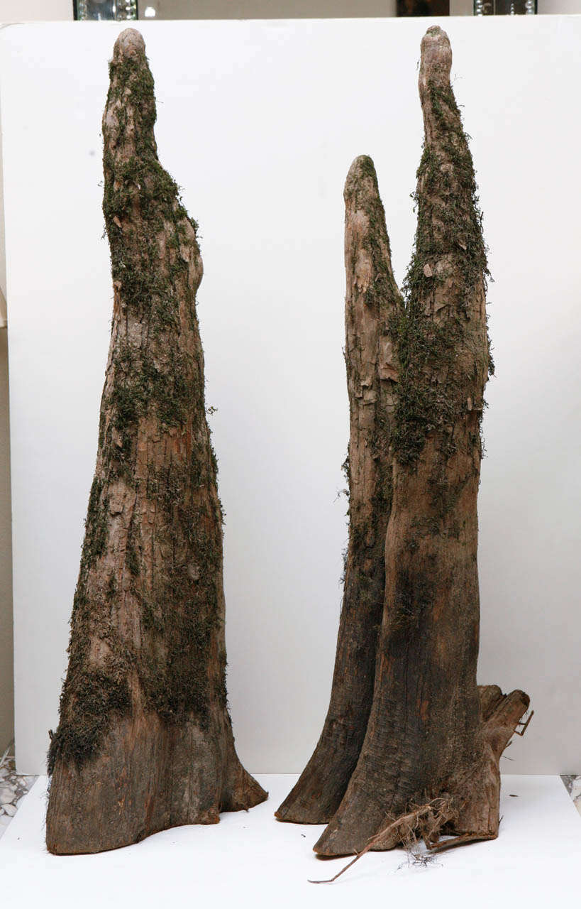 Pair of large natural Cypress Knees.  These naturally forming 