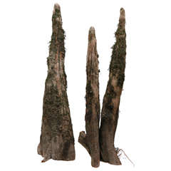 Pair of Cypress Knees