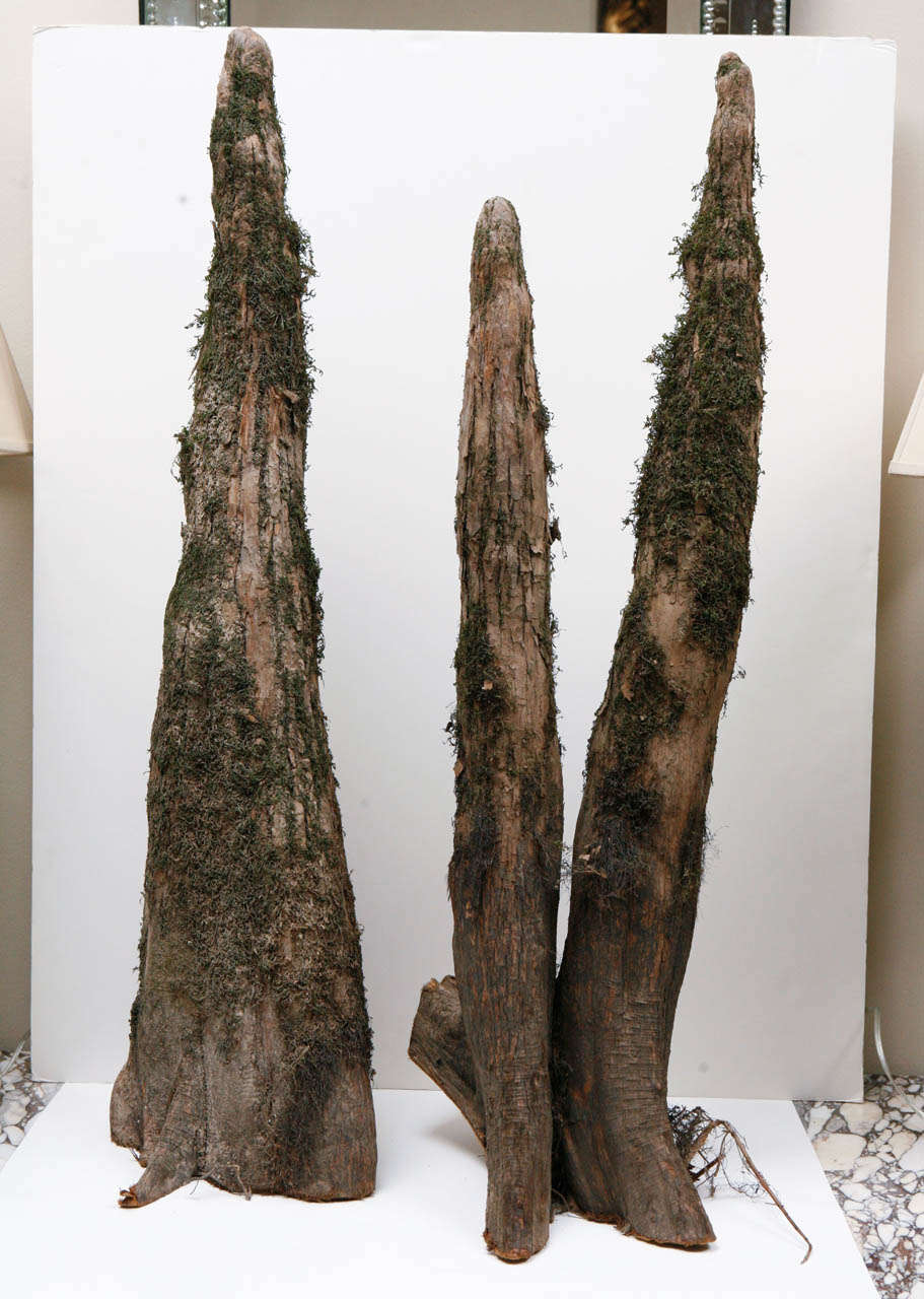 American Pair of Cypress Knees