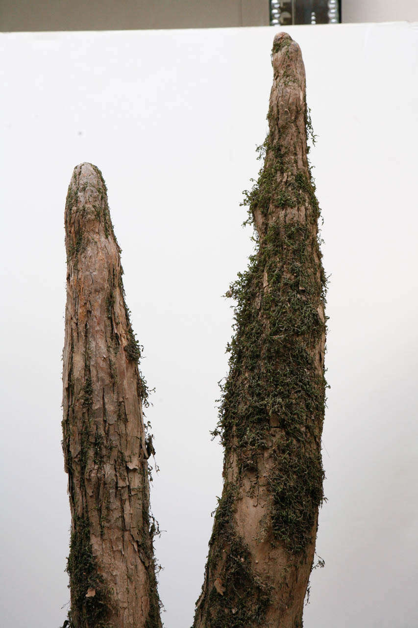 19th Century Pair of Cypress Knees