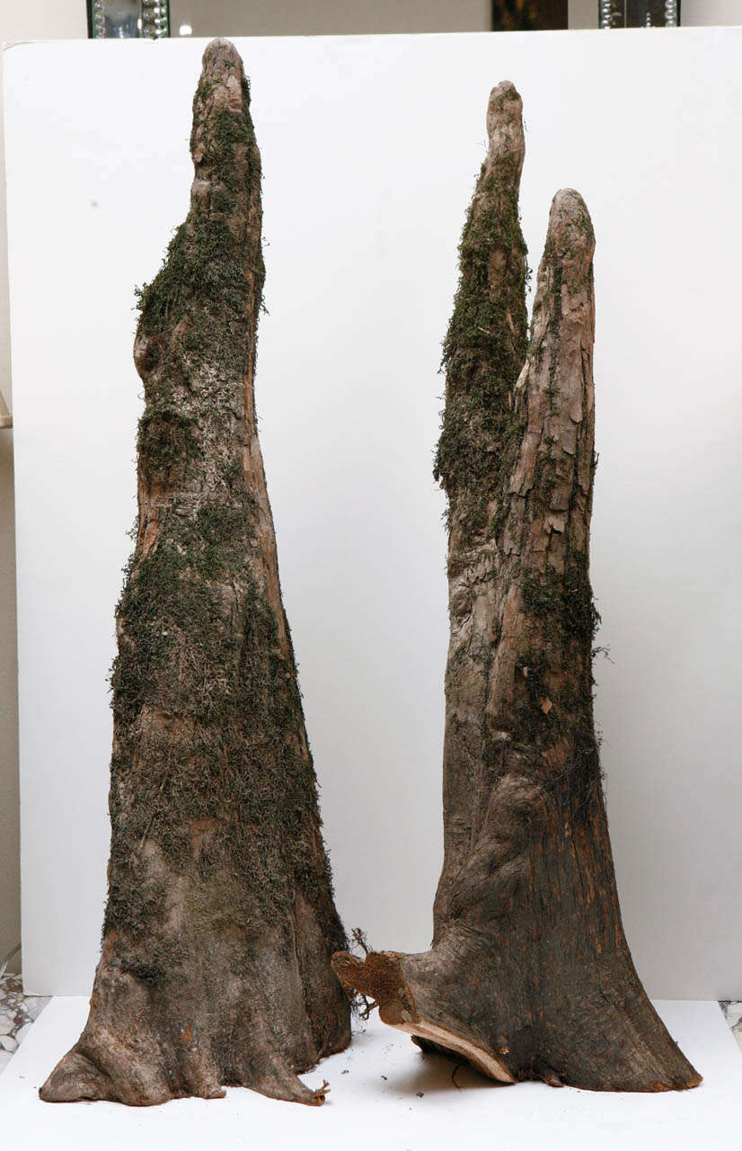 Pair of Cypress Knees 2