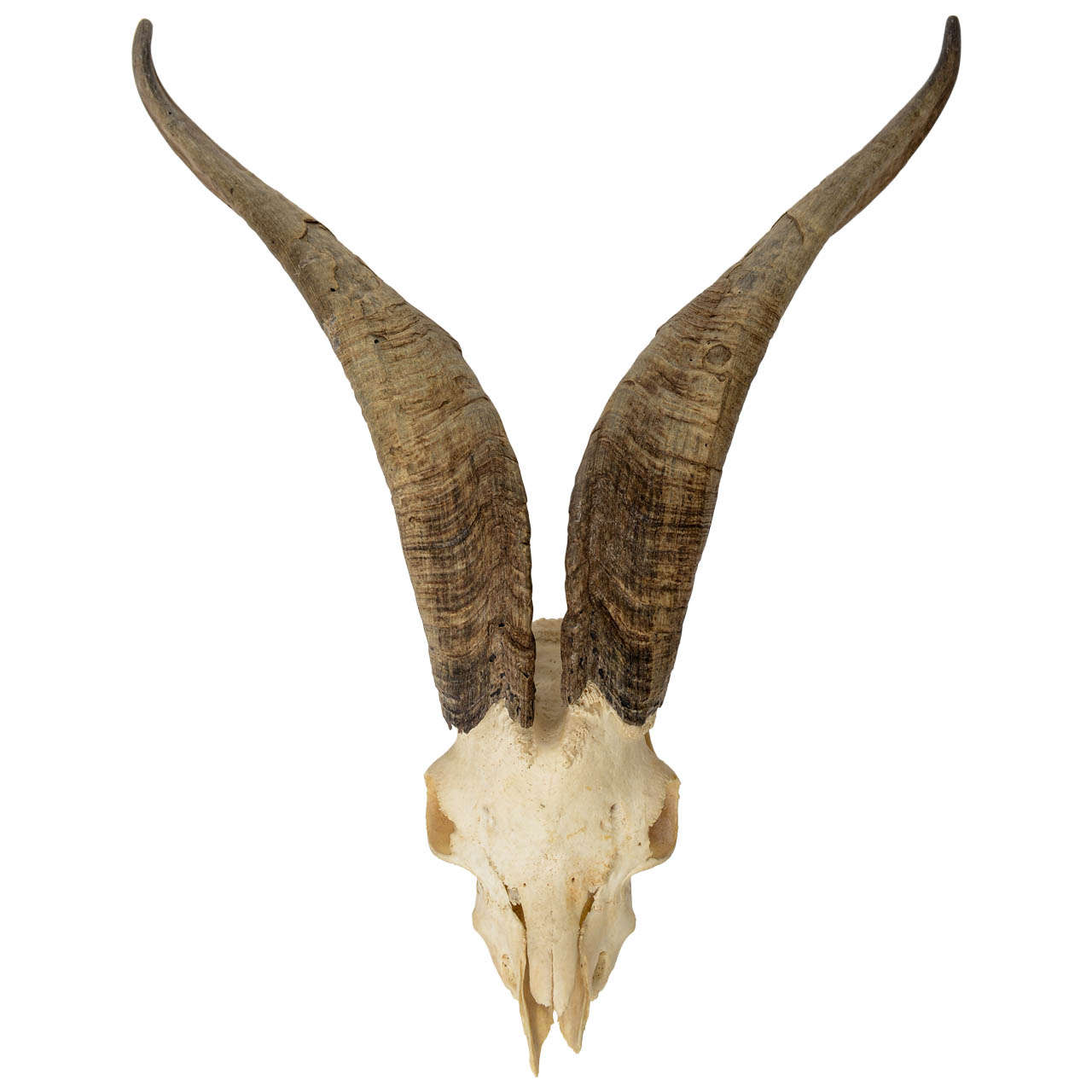 Mountain Goat Horns