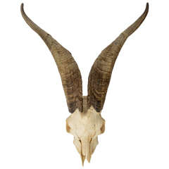 Mountain Goat Horns 7