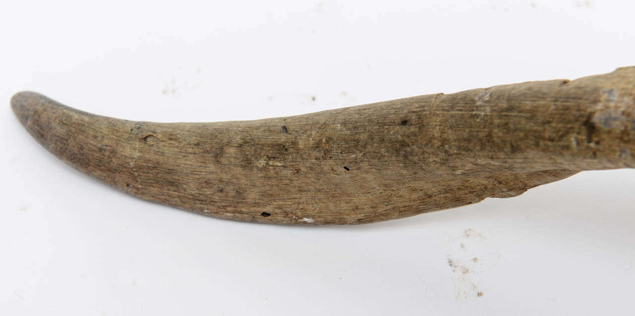 Mountain Goat Horns at 1stDibs mountain goat horns for sale, goat