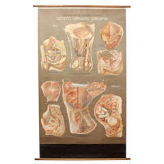Vintage Anatomical Chart