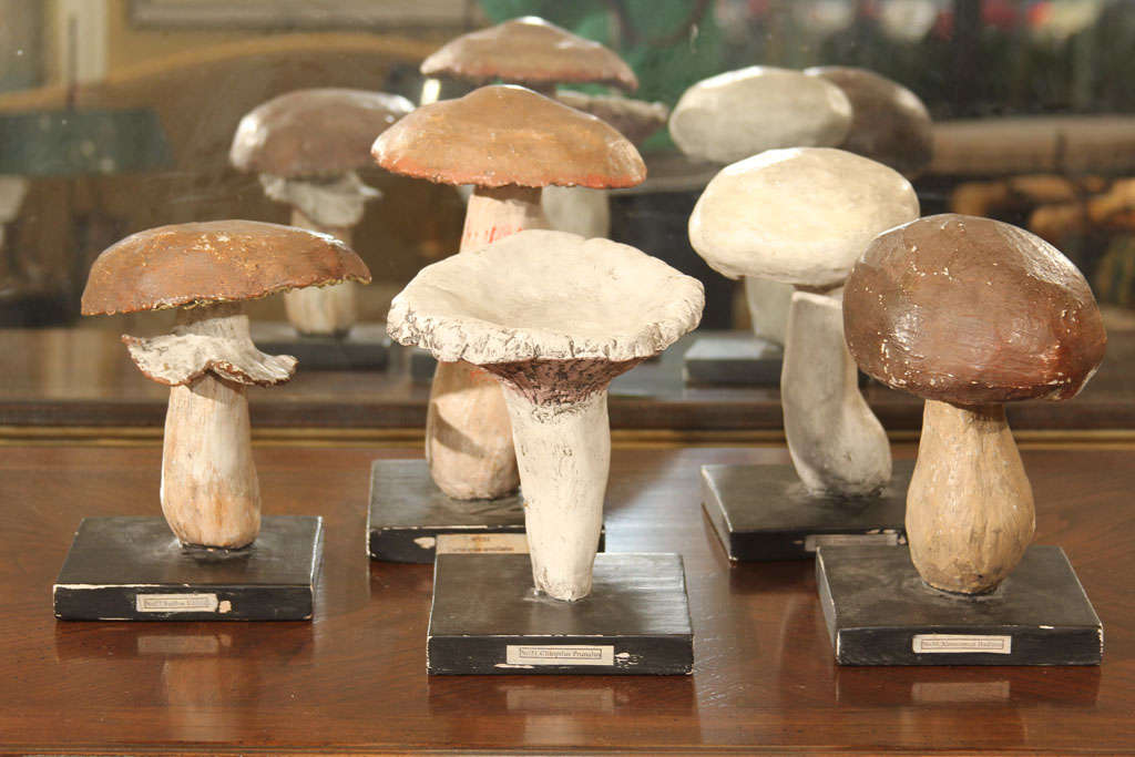 A wonderful collection of 23 handmade plaster botanical specimen mushroom each different and with its Latin name on the wood base. Only 5 of the 23 mushrooms are shown  so please contact us for additional images and entire group pricing.All the wood
