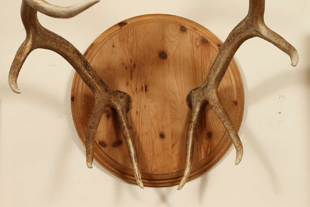 Spectacular Pair of Elk Antlers In Excellent Condition For Sale In New York, NY