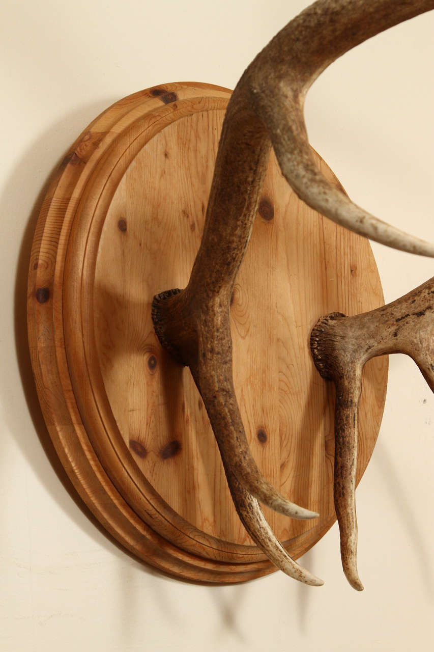 Spectacular Pair of Elk Antlers In Excellent Condition For Sale In New York, NY
