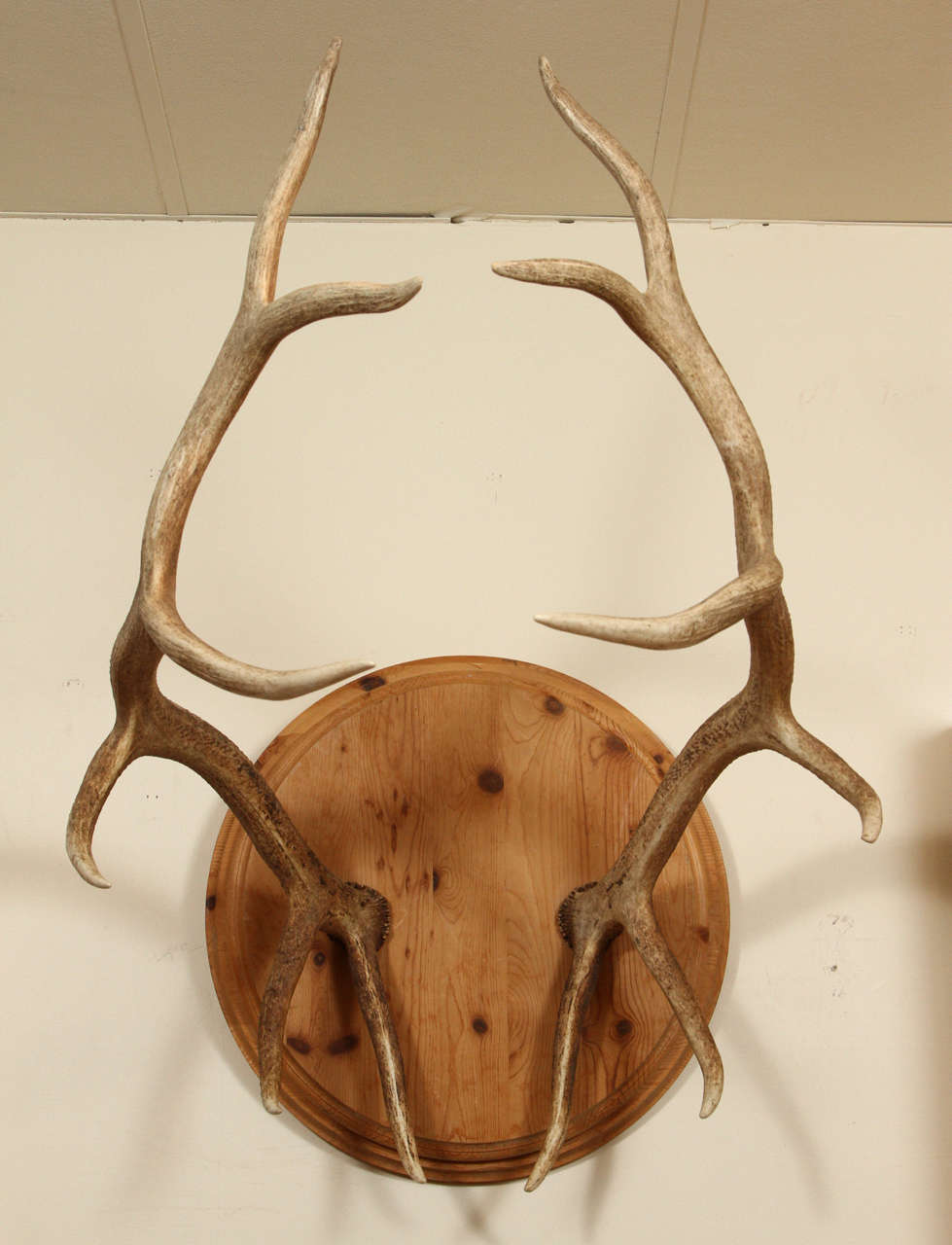 Spectacular Pair of Elk Antlers For Sale at 1stdibs