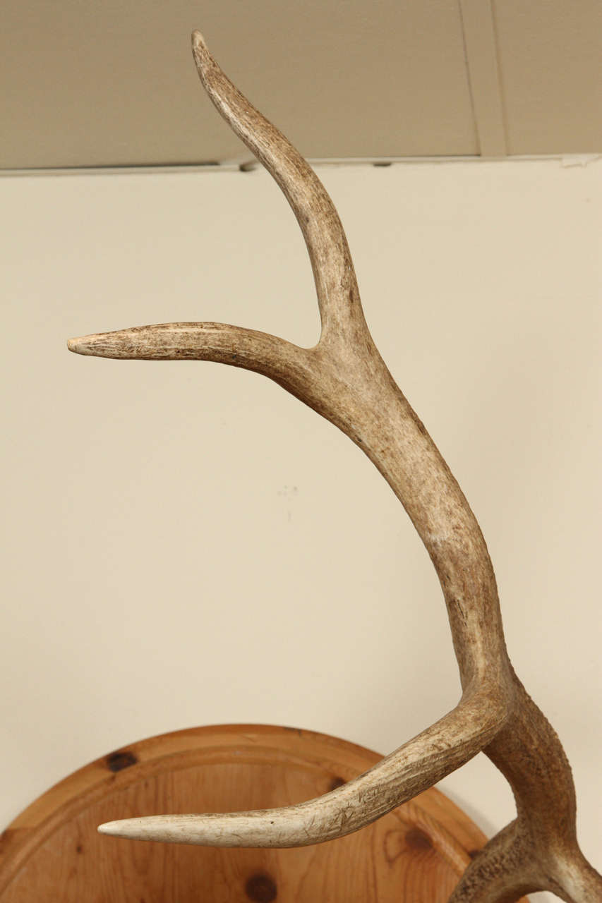Spectacular Pair of Elk Antlers For Sale at 1stdibs