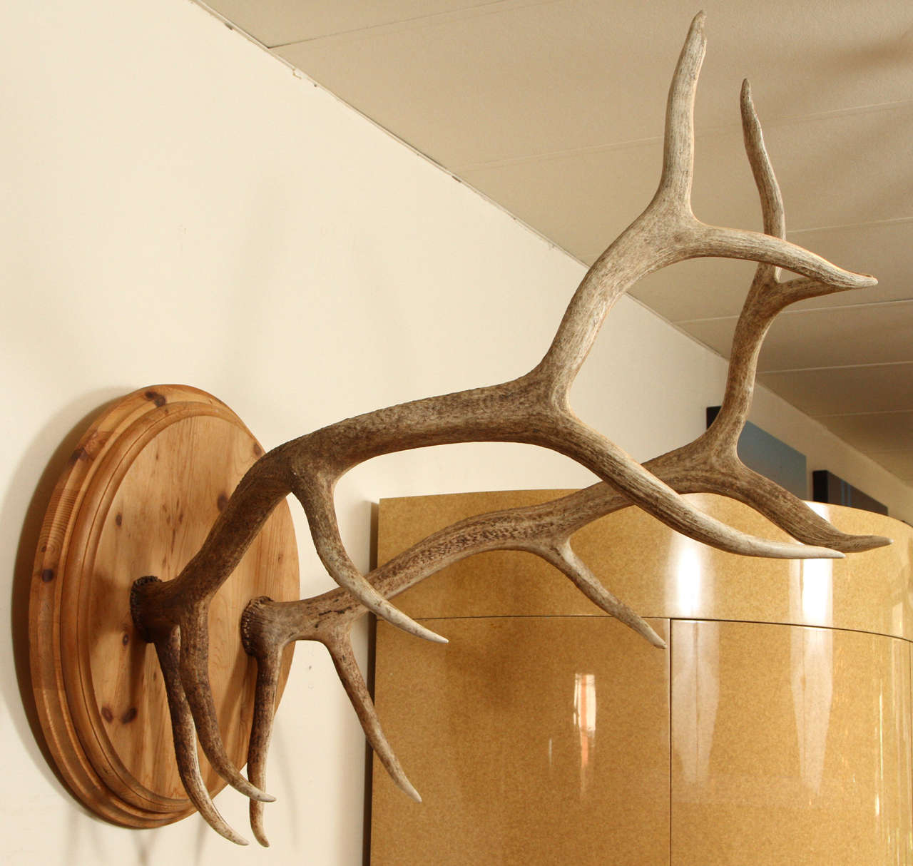 young elk antlers young elk antlers