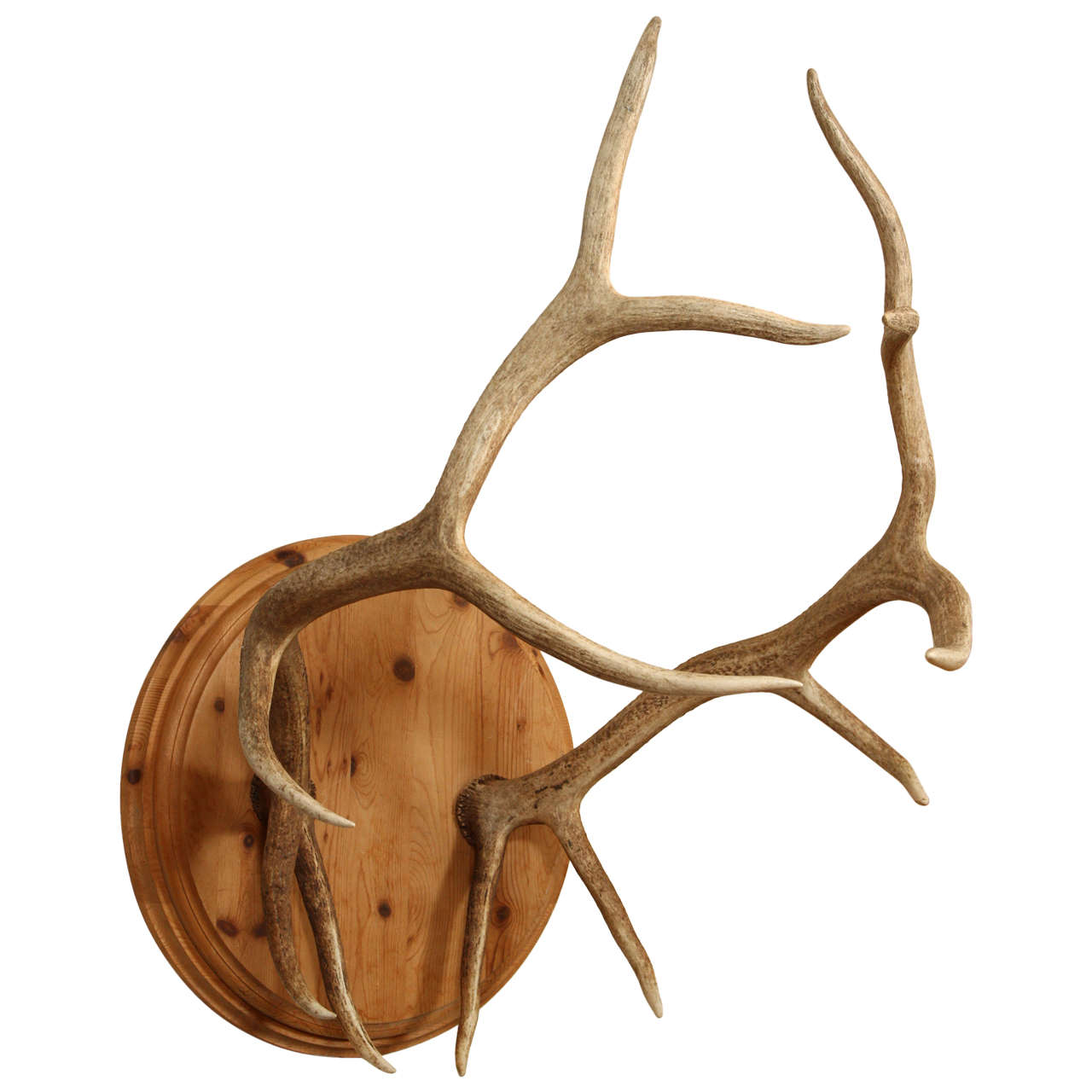 Spectacular Pair of Elk Antlers For Sale at 1stdibs