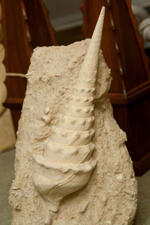 Large Decorative Fossil 1