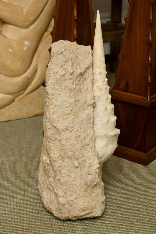 Large Decorative Fossil 2