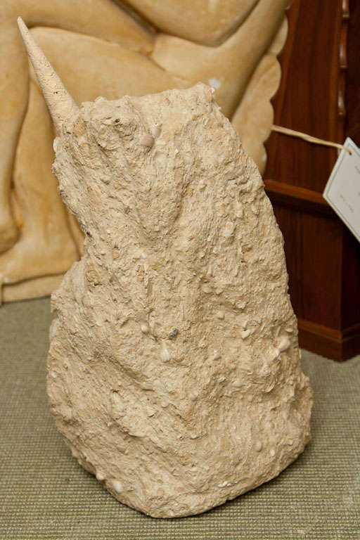 Large Decorative Fossil 4