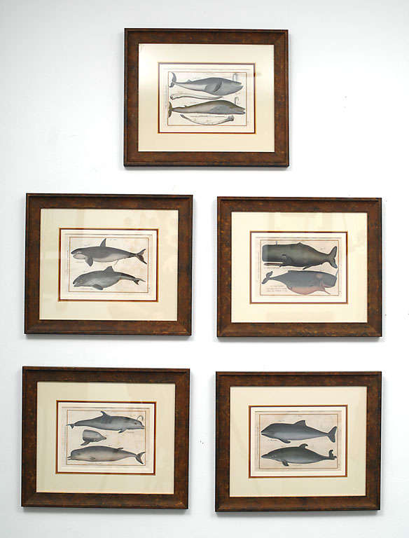 These five engravings of various species of aquatic mammals, including whales and dolphins, were taken from the book 