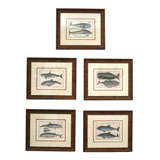 Set of 5 Aquatic Mammal Engravings
