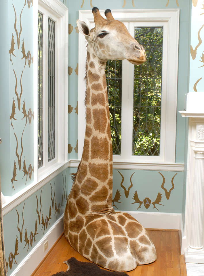 Male giraffe taxidermy in a shoulder pedestal mount.