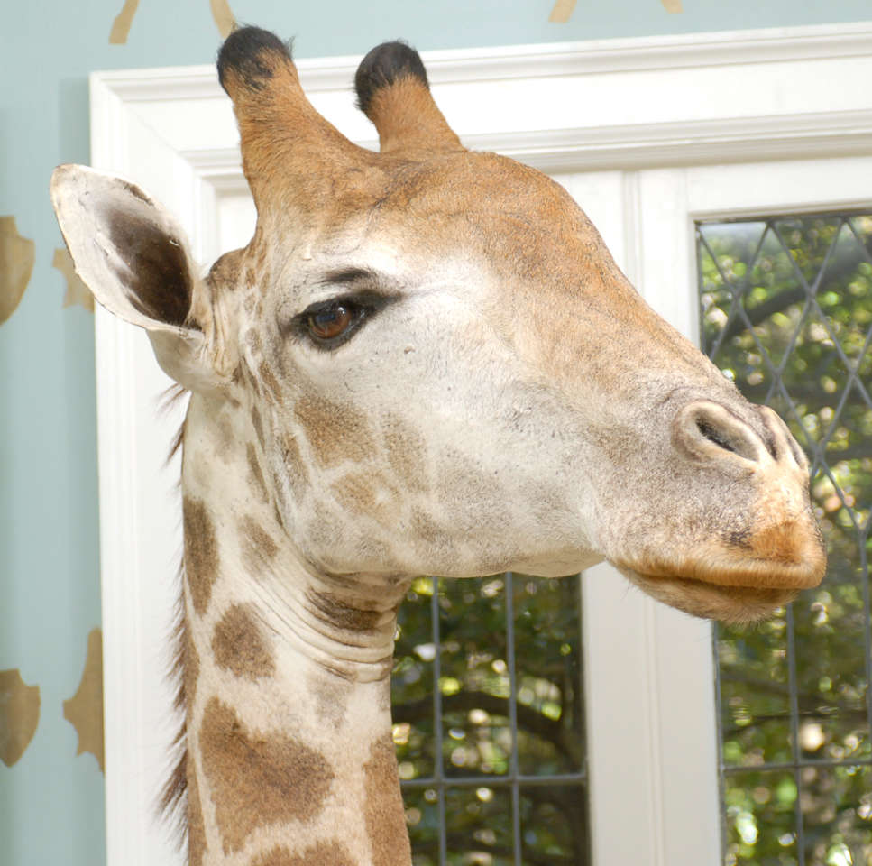 giraffe mount