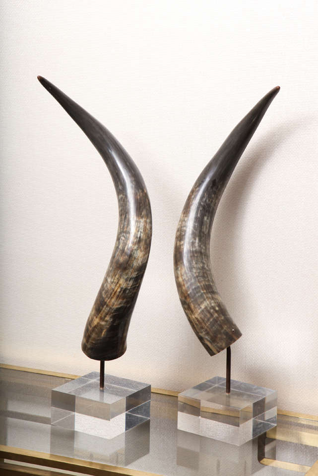 A Pair of Large Horns Mounted on Custom Lucite Bases, France 
c. 1970