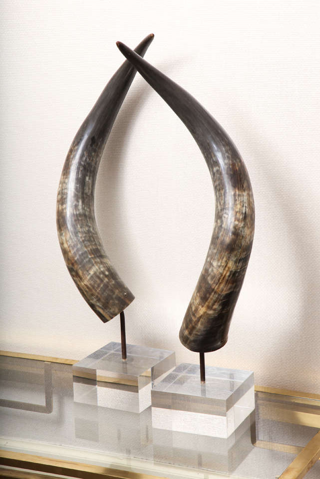 French A Pair of Large Horns on Lucite Bases For Sale