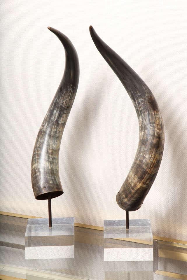 A Pair of Large Horns on Lucite Bases In Excellent Condition For Sale In New York, NY