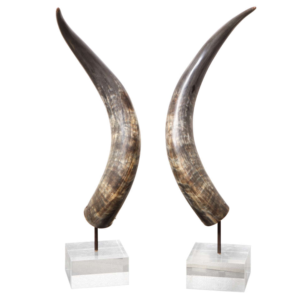 A Pair of Large Horns on Lucite Bases For Sale