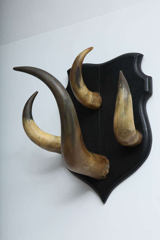 Vintage horn trophy coat hook.  Mounted on original ebonized shield-shaped wood plaque.  USA, early 20th Century.  Features four horns.  Ideal for hats, coats, other items.

Item may be viewed at the 1stdibs NYDC showroom, 200 Lexington Avenue, 10th