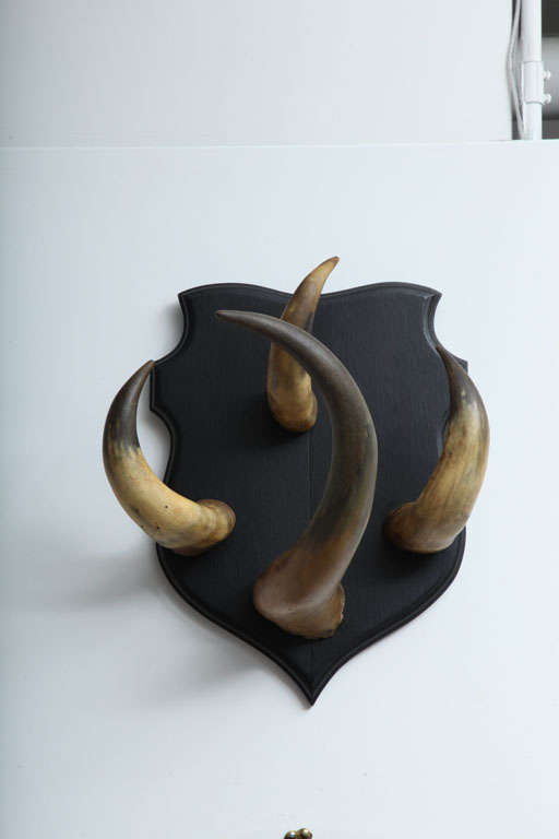 American Vintage Horn Trophy Coat Hook