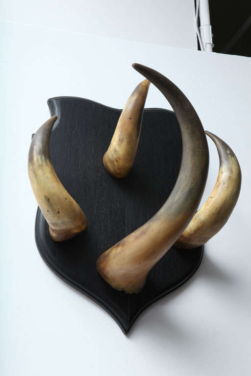 Vintage Horn Trophy Coat Hook 3