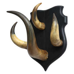 Vintage Horn Trophy Coat Hook 2