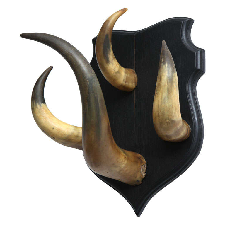 Vintage Horn Trophy Coat Hook For Sale at 1stdibs