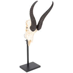 Vintage Skull on Stand