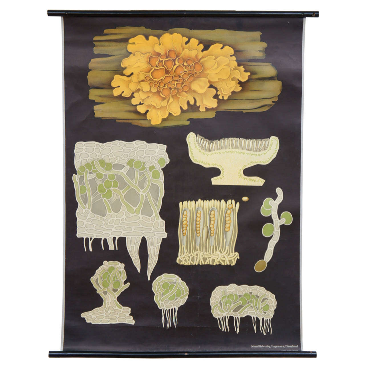 MidCentury Classroom Teaching Banner of "Lichen" at 1stDibs mid