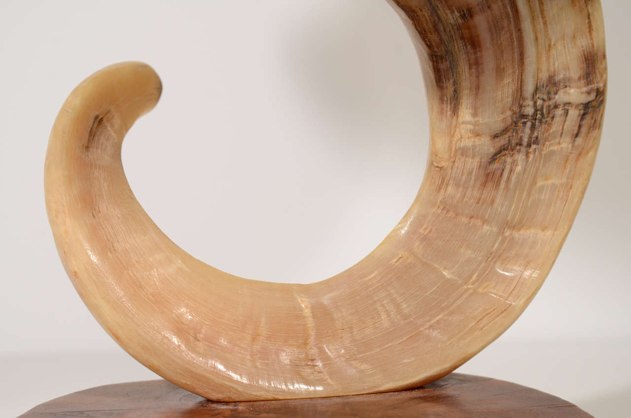 20th Century Ram's Horn Lamp with Wood Base