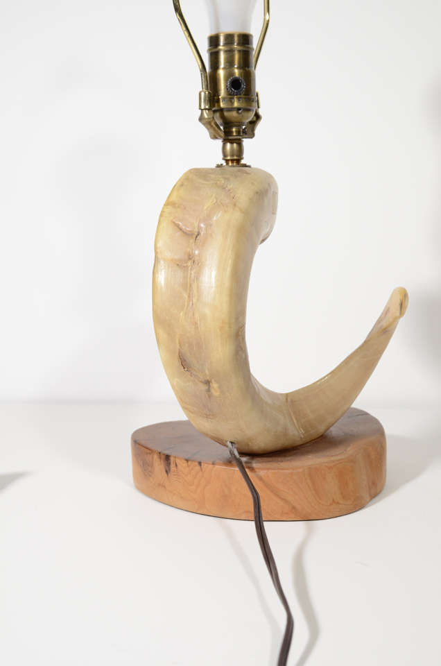 Ram's Horn Lamp with Wood Base 3