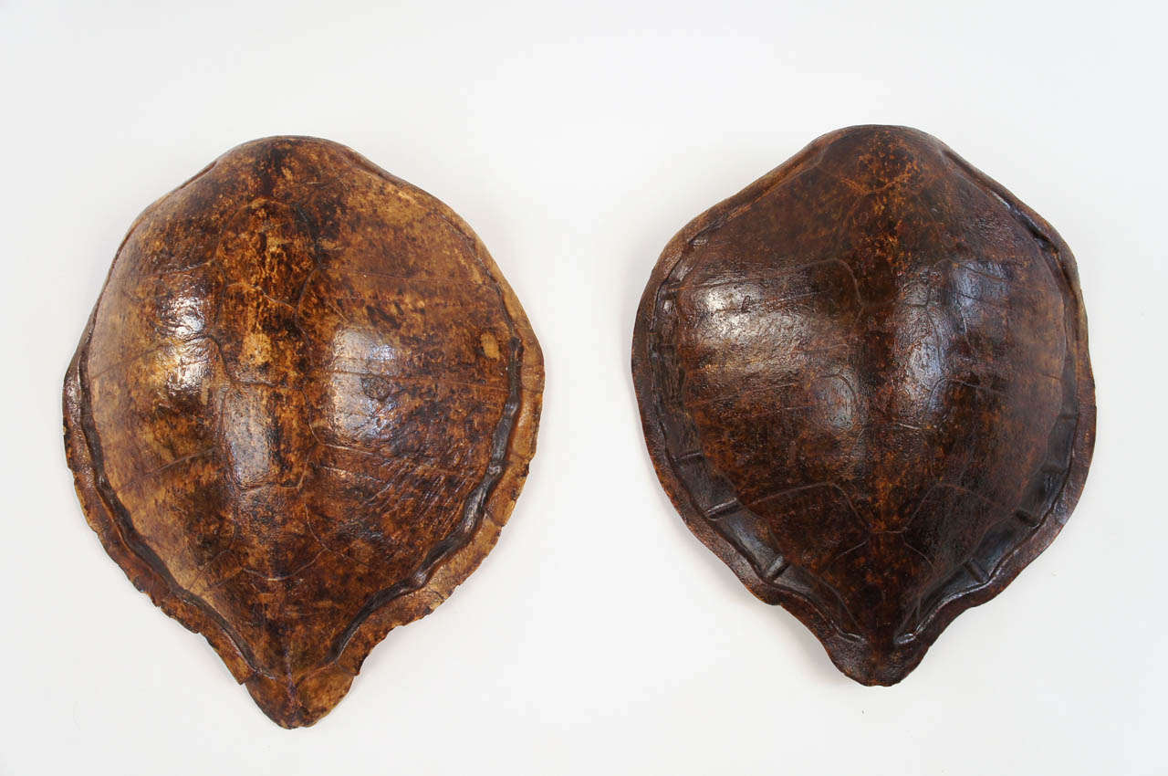 Wonderful collection of two large 19th century sea turtle shells or carapaces having reverse mounts for wall hanging.  The larger measures 24.75