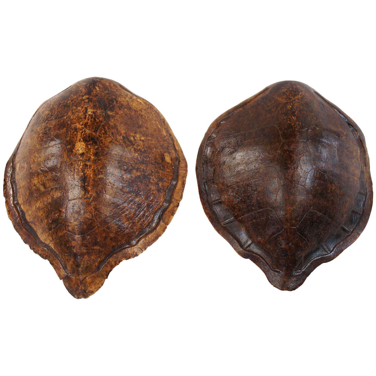 Two Large Marine Turtle Shells or Carapaces, 19th Century