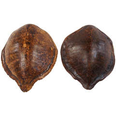 Antique Two Large Marine Turtle Shells or Carapaces, 19th Century