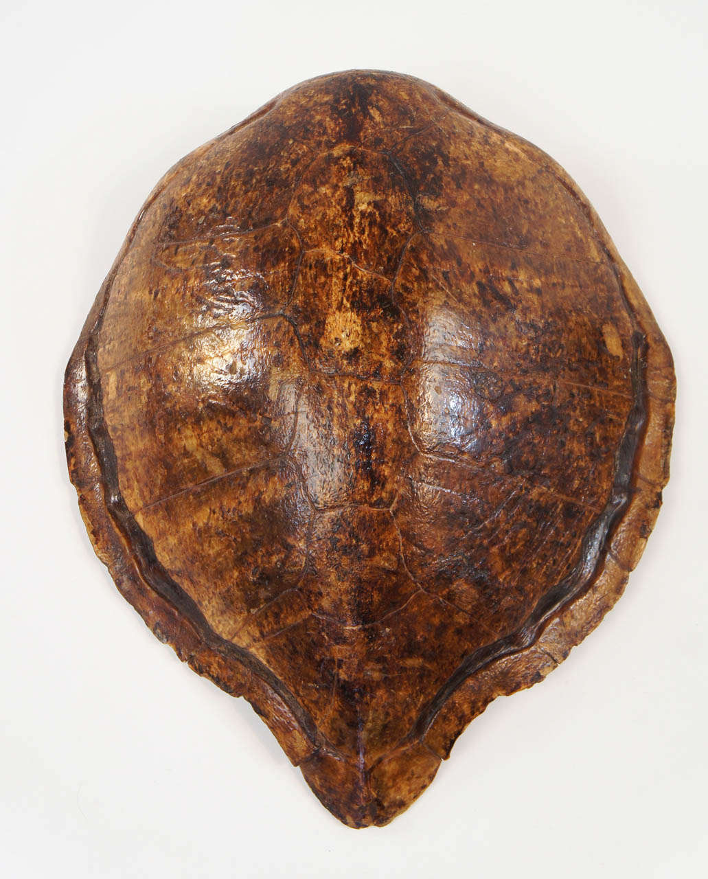 Two Large Marine Turtle Shells or Carapaces, 19th Century In Excellent Condition In Kinderhook, NY